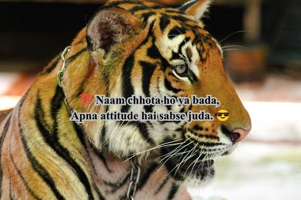 Royal Attitude Shayari 2 Line